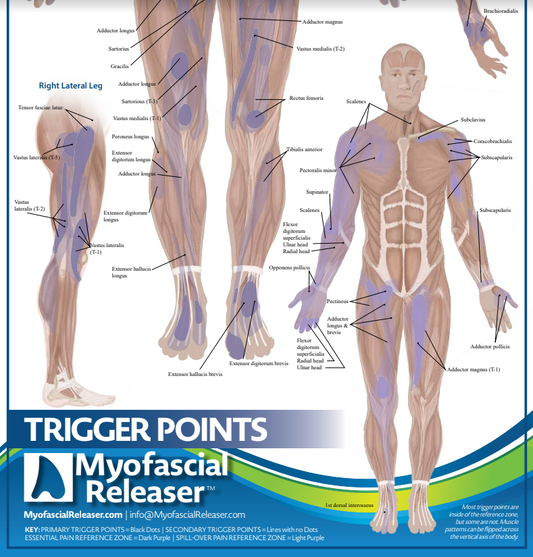 Two Trigger Point Anatomy Maps - Medical Office Wall Poster for Reference by Massage Therapists, Physical Therapists, Chiropractors, Trainers - Pressure Point and Referred Pain Chart (Poster sized) Pack of 2